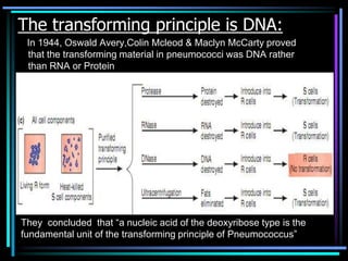 The transforming principle is DNA:
In 1944, Oswald Avery,Colin Mcleod & Maclyn McCarty proved
that the transforming material in pneumococci was DNA rather
than RNA or Protein

They concluded that “a nucleic acid of the deoxyribose type is the
fundamental unit of the transforming principle of Pneumococcus”

 