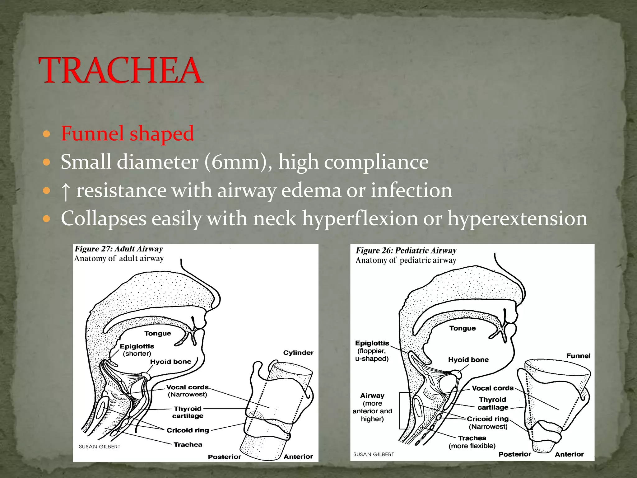  Funnel shaped
 Small diameter (6mm), high compliance
 ↑ resistance with airway edema or infection
 Collapses easily with neck hyperflexion or hyperextension
 