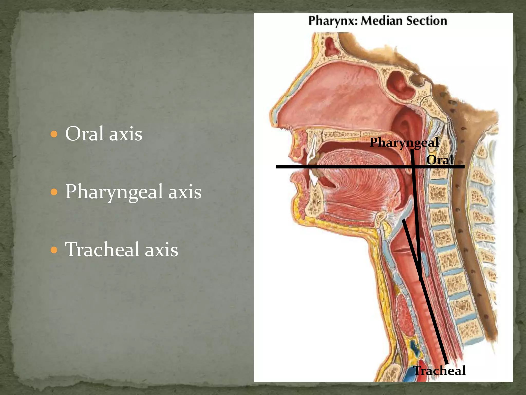  Oral axis
 Pharyngeal axis
 Tracheal axis
Oral
Pharyngeal
Tracheal
 