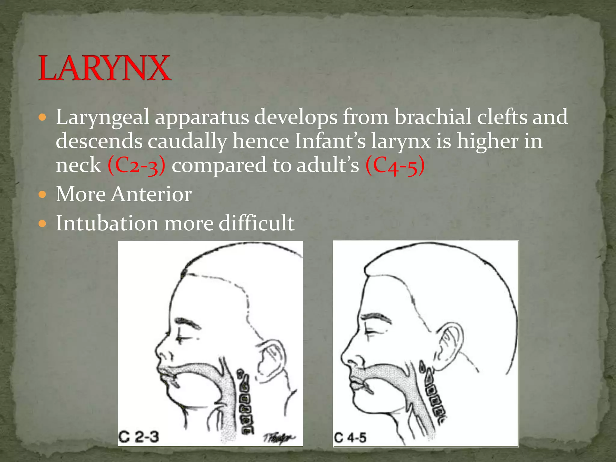 Laryngeal apparatus develops from brachial clefts and
descends caudally hence Infant’s larynx is higher in
neck (C2-3) compared to adult’s (C4-5)
 More Anterior
 Intubation more difficult
 
