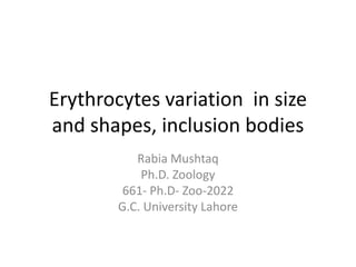 Erythrocytes variation in size
and shapes, inclusion bodies
Rabia Mushtaq
Ph.D. Zoology
661- Ph.D- Zoo-2022
G.C. University Lahore
 
