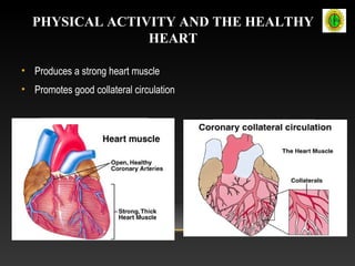 PHYSICAL ACTIVITY AND THE HEALTHY
HEART
• Produces a strong heart muscle
• Promotes good collateral circulation
 