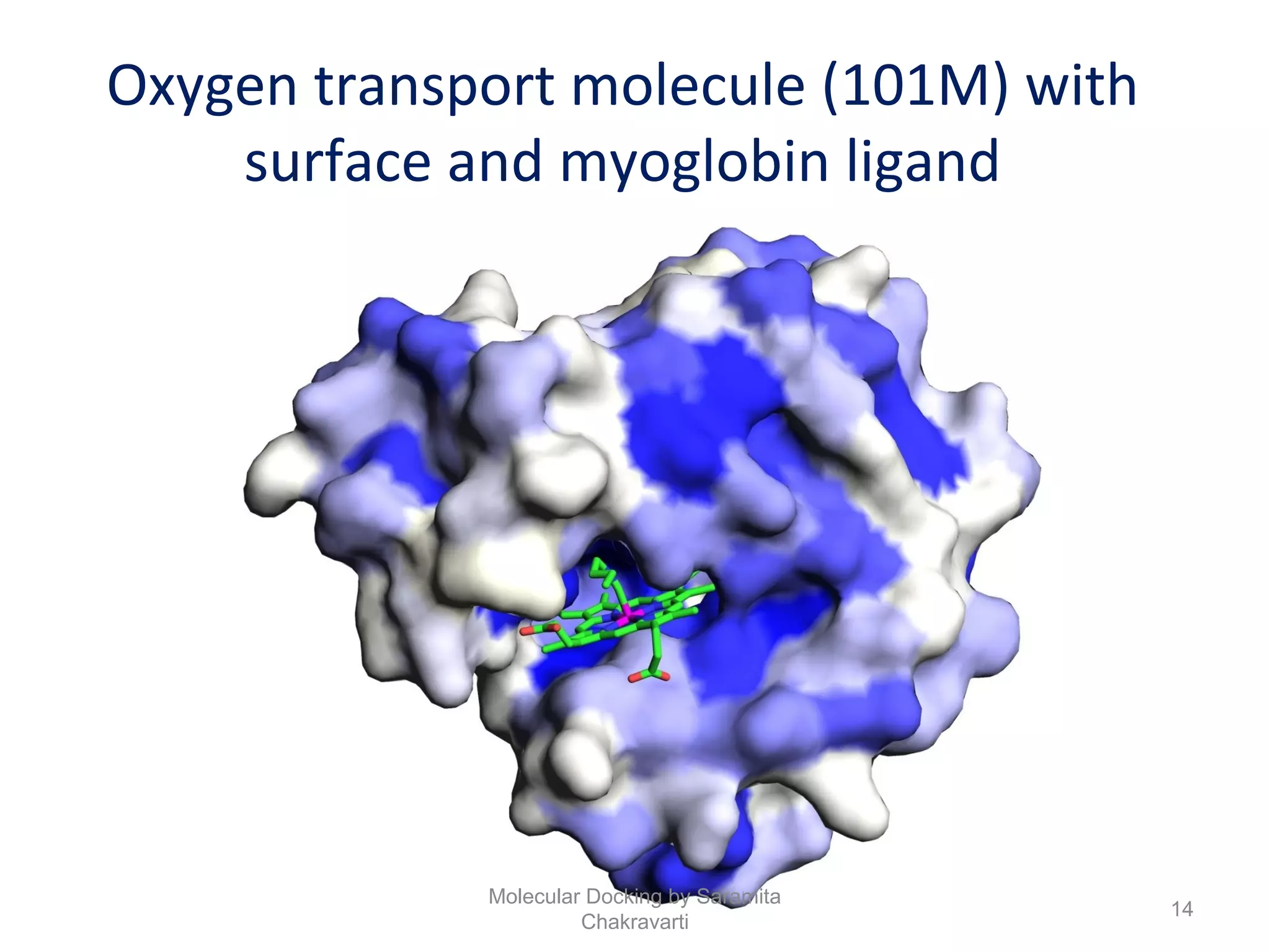 Oxygen transport molecule (101M) with
surface and myoglobin ligand
14
Molecular Docking by Saramita
Chakravarti
 