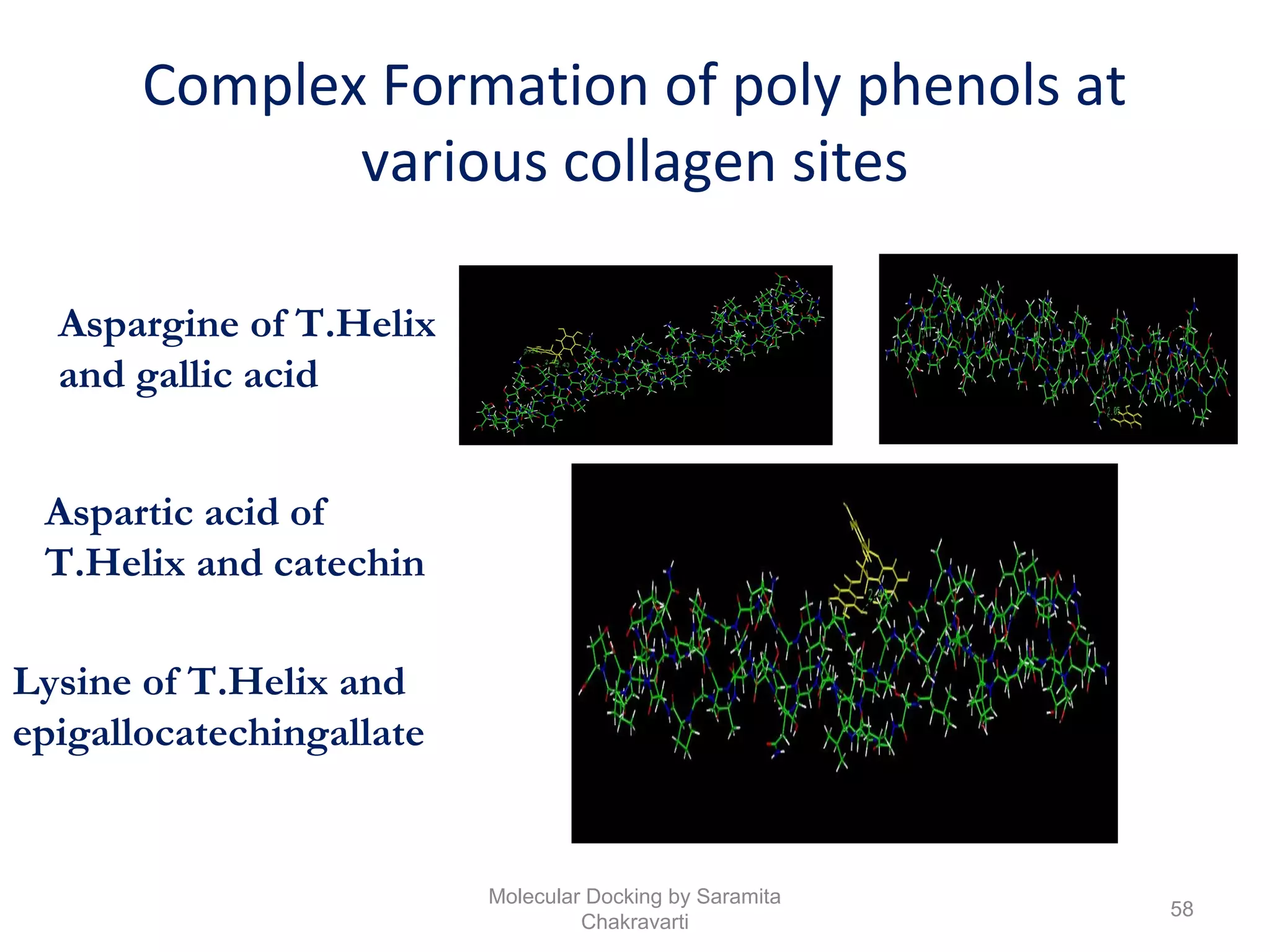 Aspargine of T.Helix
and gallic acid
Aspartic acid of
T.Helix and catechin
Complex Formation of poly phenols at
various collagen sites
Lysine of T.Helix and
epigallocatechingallate
58
Molecular Docking by Saramita
Chakravarti
 
