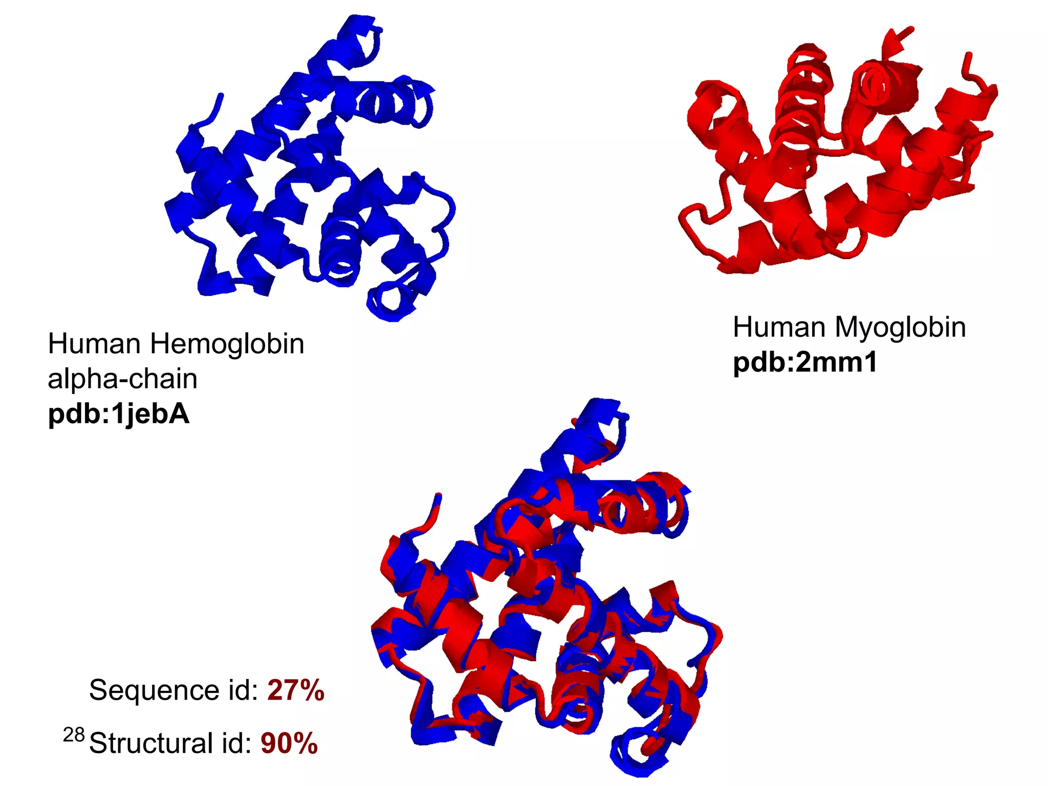 28
Human Myoglobin
pdb:2mm1
Human Hemoglobin
alpha-chain
pdb:1jebA
Sequence id: 27%
Structural id: 90%
 