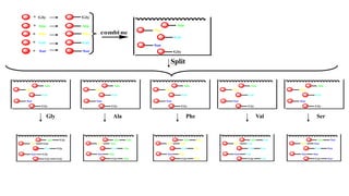 combi ne
Gly
Ala
Phe
Val
Ser
Gly
Ala
Phe
Val
Ser
+
+
+
+
+
Gly
Ala
Phe
Val
Ser
Split
Gly
Ala
Phe
Val
Ser
Gly
Ala
Phe
Val
Ser
Gly
Ala
Phe
Val
Ser
Gly
Ala
Phe
Val
Ser
Gly
Ala
Phe
Val
Ser
Gly Ala Phe Val Ser
Gly
Ala
Phe
Val
Ser
Gly
Gly
Gly
Gly
Gly
Gly
Ala
Phe
Val
Ser
Ser
Ser
Ser
Ser
Ser
Gly
Ala
Phe
Val
Ser
Ala
Ala
Ala
Ala
Ala
Gly
Ala
Phe
Val
Ser
Val
Val
Val
Val
Val
Gly
Ala
Phe
Val
Ser
Phe
Phe
Phe
Phe
Phe
 