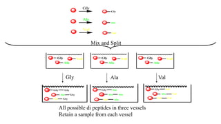 Gly
Ala
Val
Gly
Ala
Val
Gly
Ala
Val Gly
Ala
Val Gly
Ala
Val
Gly Ala Val
Gly
Ala
Val
Gly
Gly
Gly
Gly
Ala
Val
Ala
Ala
Ala
Gly
Ala
Val
Val
Val
Val
Mix and Split
All possible di peptides in three vessels
Retain a sample from each vessel
 
