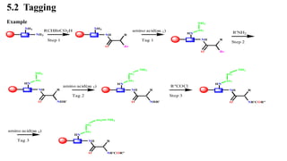 NH2
NH2
RCHBrCO2H
Step 1
NH2
NH
O
R
Br
amino acid(aa 1)
Tag 1
HN
NH
O
R
Br
aa1
NH2
R'NH2
Step 2
HN
NH
O
R
NHR'
aa1
NH2
amino acid(aa 2)
Tag 2
HN
NH
O
R
NHR'
aa1
aa2
NH2
R"COCl
Step 3
HN
NH
O
R
NR'COR"
aa1
aa2
NH2
amino acid(aa 3)
Tag 3
HN
NH
O
R
NR'COR"
aa1
aa2
aa3 NH2
5.2 Tagging
Example
 