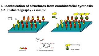 Y Y Y
repeat
6. Identification of structures from combinatorial synthesis
6.2 Photolithography - example
Y
amino acids
O M e
O M eO
O 2 N
O
X= Nitroveratryloxycarbonyl
fluorescent tag
Target receptor
Y
 