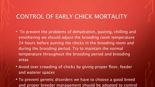 Causes And control of early chick mortality | PPTX