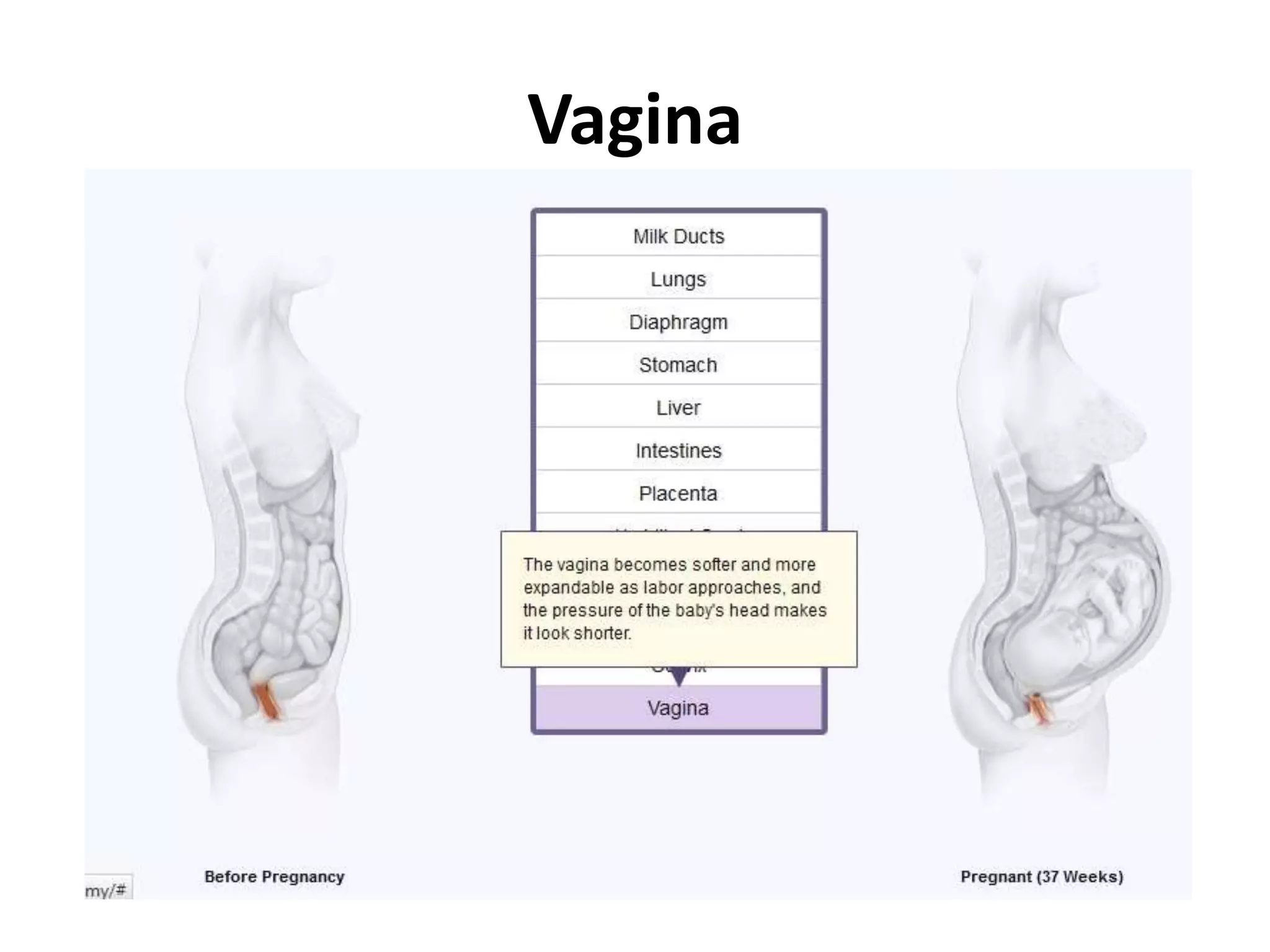 Anatomical changes in Pregnancy | PPTX