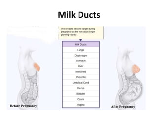 Milk Ducts

 