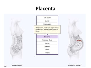 Placenta

 
