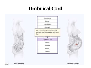 Umbilical Cord

 