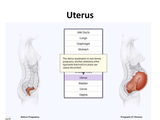 Uterus

 