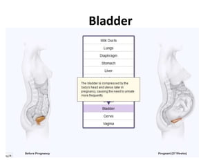 Bladder

 