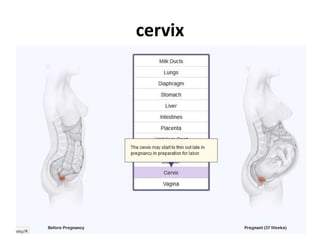 cervix

 
