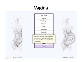 Vagina

 