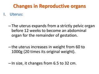 Changes in Reproductive organs
I. Uterus:

– The uterus expands from a strictly pelvic organ
before 12 weeks to become an abdominal
organ for the remainder of gestation.
– the uterus increases in weight from 60 to
1000g (20 times its original weight).
– In size, it changes from 6.5 to 32 cm.

 