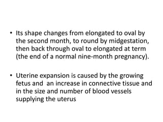 • Its shape changes from elongated to oval by
the second month, to round by midgestation,
then back through oval to elongated at term
(the end of a normal nine-month pregnancy).
• Uterine expansion is caused by the growing
fetus and an increase in connective tissue and
in the size and number of blood vessels
supplying the uterus

 