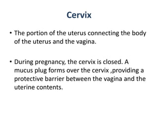 Cervix
• The portion of the uterus connecting the body
of the uterus and the vagina.
• During pregnancy, the cervix is closed. A
mucus plug forms over the cervix ,providing a
protective barrier between the vagina and the
uterine contents.

 