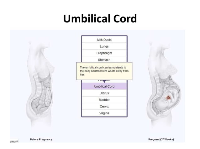 Anatomical changes in Pregnancy