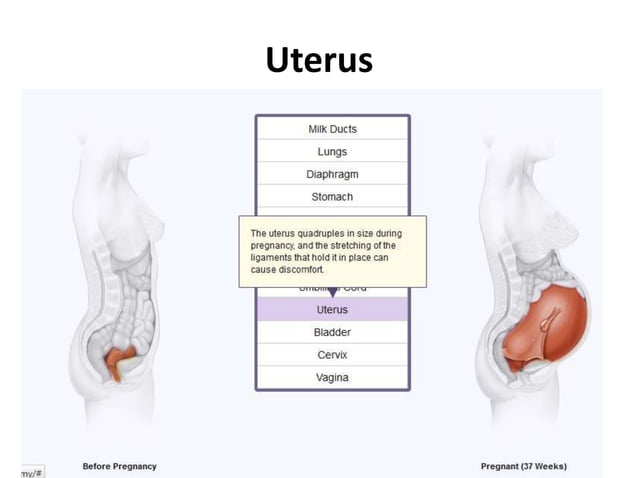 Anatomical changes in Pregnancy