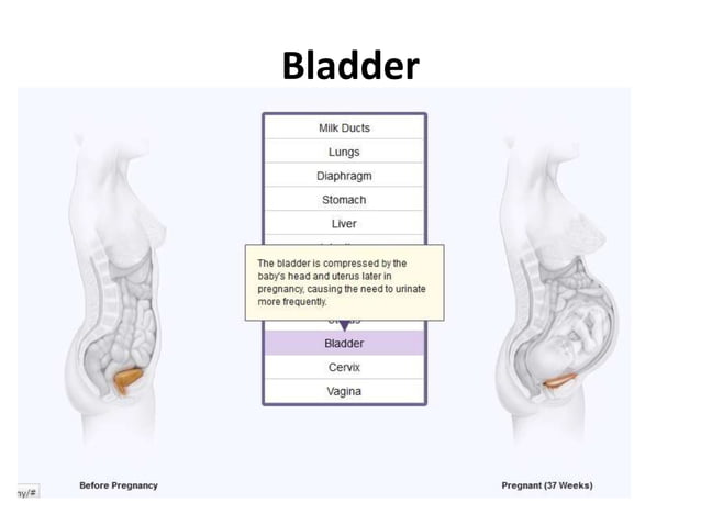 Anatomical changes in Pregnancy