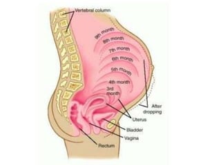 Anatomical changes in Pregnancy