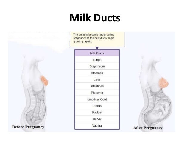 Anatomical changes in Pregnancy