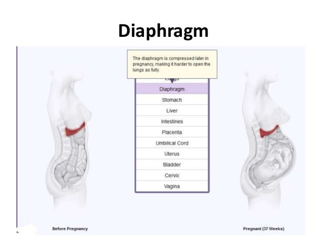 Anatomical changes in Pregnancy