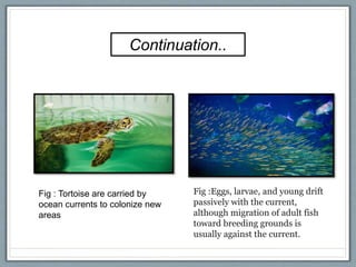 Effects of ocean currents on environment | PPTX