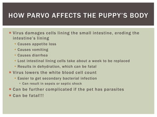 HOW PARVO AFFECTS THE PUPPY’S BODY

 Virus damages cells lining the small intestine, eroding the
  intestine’s lining
  ...