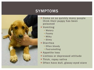 SYMPTOMS
  Come on so quickly many people
   think their puppy has been
   poisoned
  Vomiting
        Watery
        ...