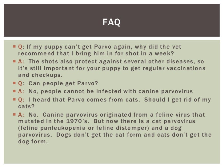 How Can A Dog Get Rid Of Parvo How Can A Dog Get Rid Of Parvo