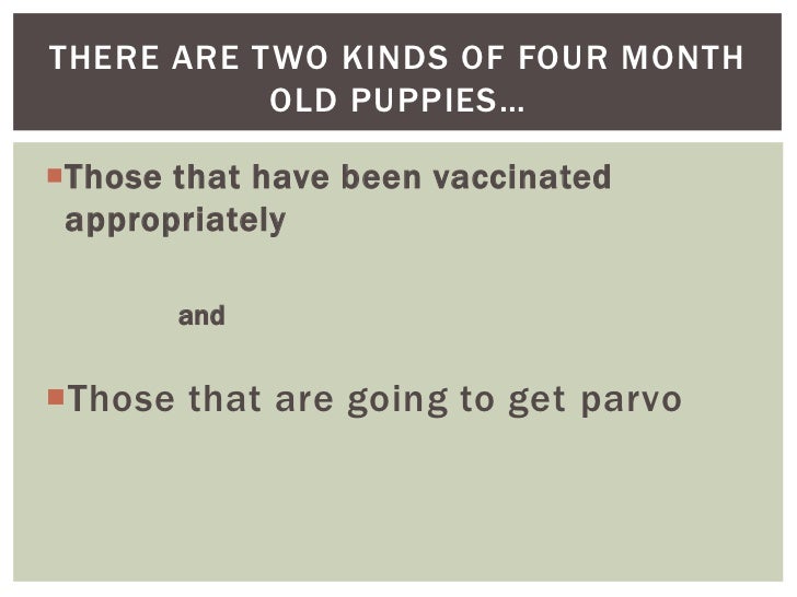4 month puppy has diarrhea my puppy has parvo now what 4 month puppy has diarrhea my puppy has parvo now what