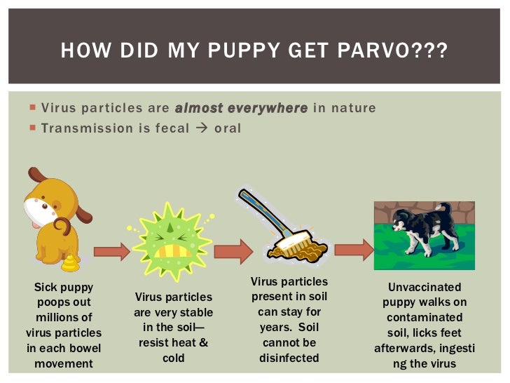 how do i get parvo out of my yard