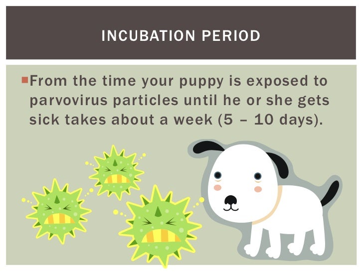 My Puppy Has Parvo! Now What?