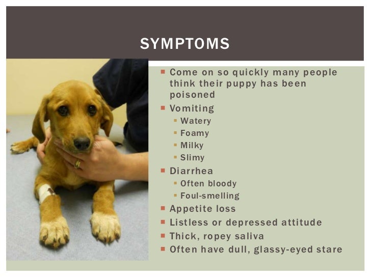 signs that a puppy has parvo