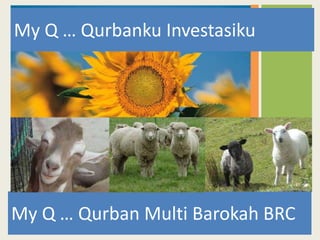 My Q … Qurban Multi Barokah BRC
My Q … Qurbanku Investasiku
 