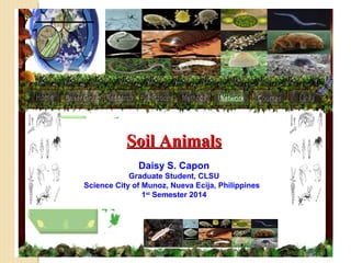 Soil AnimalsSoil Animals
Daisy S. Capon
Graduate Student, CLSU
Science City of Munoz, Nueva Ecija, Philippines
1st
Semester 2014
 