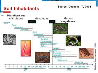 Role of Arthropods in Maintaining Soil Fertility | PPT