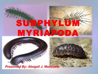 SUBPHYLUM
MYRIAPODA
Presented By: Abegail J. Mansueto
 