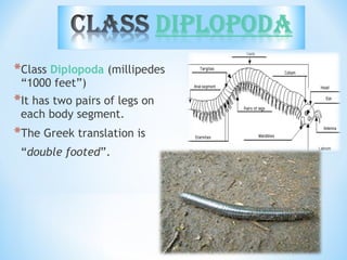*Class Diplopoda (millipedes
“1000 feet”)
*It has two pairs of legs on
each body segment.
*The Greek translation is
“double footed”.
 