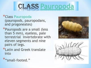 *Class Pauropoda
(pauropods, pauropodans,
and progoneates)
*Pauropods are a small (less
than 5 mm), eyeless, pale
terrestrial invertebrate with
eleven segments and nine
pairs of legs.
*Latin and Greek translate
into
*“small-footed.”
 