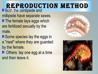 RepRoduction MethodRepRoduction Method
Both the centipede and
millipede have separate sexes.
The female lays eggs which
are fertilized sexually by the
male.
Some species lay the eggs in
a "nest" where they are guarded
by the female.
Others lay one egg at a time
and then leave it.
 