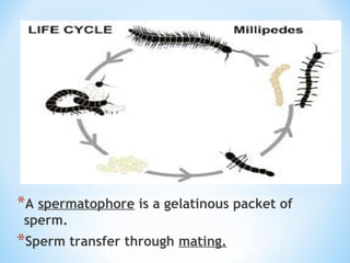 *A spermatophore is a gelatinous packet of
sperm.
*Sperm transfer through mating.
 