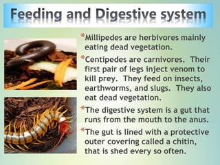 *Millipedes are herbivores mainly
eating dead vegetation.
*Centipedes are carnivores. Their
first pair of legs inject venom to
kill prey. They feed on insects,
earthworms, and slugs. They also
eat dead vegetation.
*The digestive system is a gut that
runs from the mouth to the anus.
*The gut is lined with a protective
outer covering called a chitin,
that is shed every so often.
 