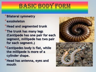 *Bilateral symmetryBilateral symmetry
*exoskeletonexoskeleton
*Head and segmented trunkHead and segmented trunk
*The trunk has many legsThe trunk has many legs
(Centipede has one pair for each(Centipede has one pair for each
segment, millipede has two pairsegment, millipede has two pair
for each segment.)for each segment.)
*Centipedes body is flat, whileCentipedes body is flat, while
the millipede is more of athe millipede is more of a
cylinder shape.cylinder shape.
*Head has antenna, eyes andHead has antenna, eyes and
mouthmouth
 
