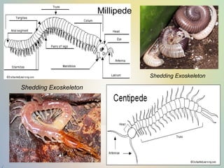 Millipede
Shedding Exoskeleton
Shedding Exoskeleton
 